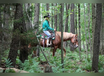 American Quarter Horse Mix, Wallach, 12 Jahre, Dunkelfuchs