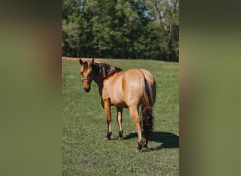 American Quarter Horse, Wallach, 12 Jahre, Falbe