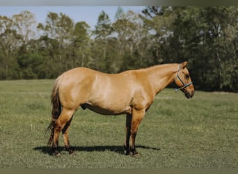 American Quarter Horse, Wallach, 12 Jahre, Falbe