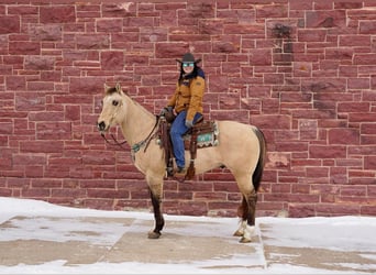 American Quarter Horse Mix, Wallach, 12 Jahre, Falbe