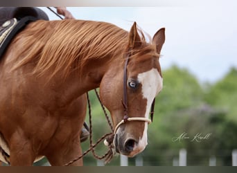 American Quarter Horse, Wallach, 12 Jahre