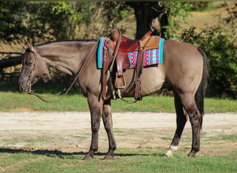 American Quarter Horse, Wallach, 12 Jahre, Grullo