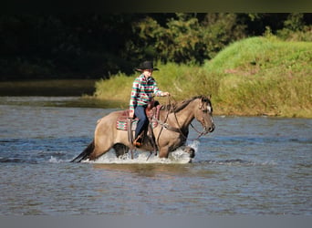 American Quarter Horse, Wallach, 12 Jahre, Grullo