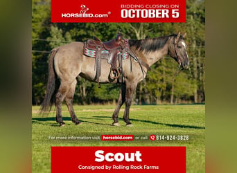 American Quarter Horse, Wallach, 12 Jahre, Grullo