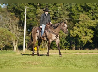 American Quarter Horse, Wallach, 12 Jahre, Grullo