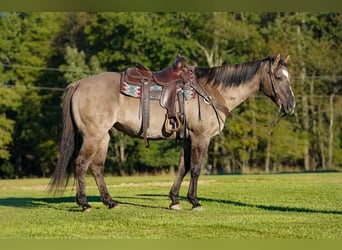 American Quarter Horse, Wallach, 12 Jahre, Grullo