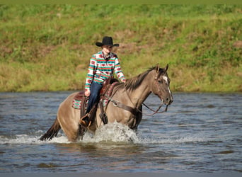 American Quarter Horse, Wallach, 12 Jahre, Grullo