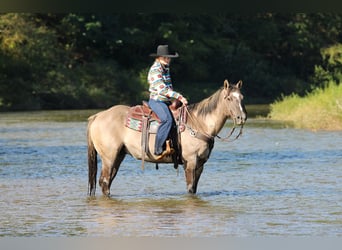 American Quarter Horse, Wallach, 12 Jahre, Grullo