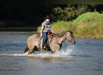 American Quarter Horse, Wallach, 12 Jahre, Grullo