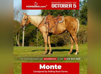 American Quarter Horse, Wallach, 12 Jahre, Palomino