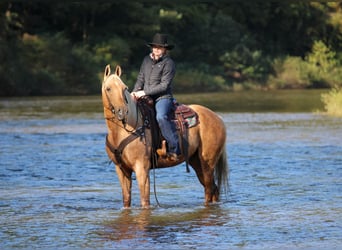 American Quarter Horse, Wallach, 12 Jahre, Palomino