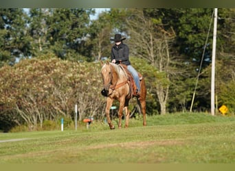 American Quarter Horse, Wallach, 12 Jahre, Palomino