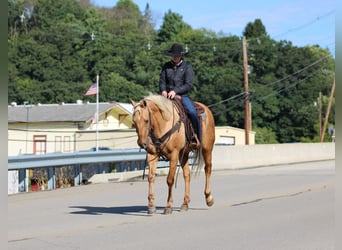 American Quarter Horse, Wallach, 12 Jahre, Palomino