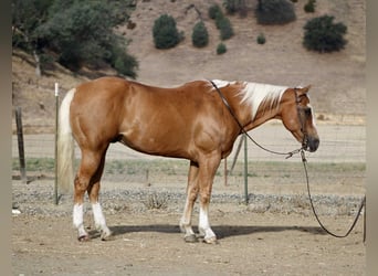 American Quarter Horse, Wallach, 12 Jahre, Palomino