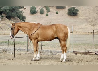 American Quarter Horse, Wallach, 12 Jahre, Palomino