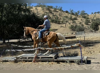 American Quarter Horse, Wallach, 12 Jahre, Palomino