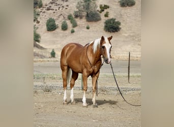 American Quarter Horse, Wallach, 12 Jahre, Palomino