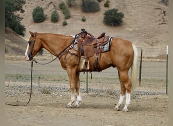 American Quarter Horse, Wallach, 12 Jahre, Palomino