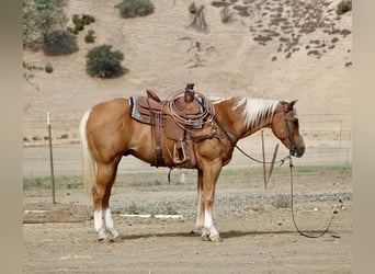 American Quarter Horse, Wallach, 12 Jahre, Palomino