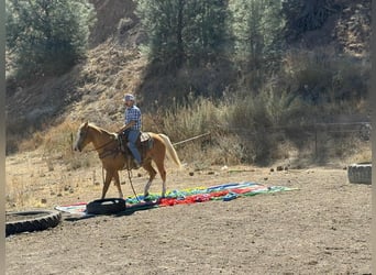 American Quarter Horse, Wallach, 12 Jahre, Palomino
