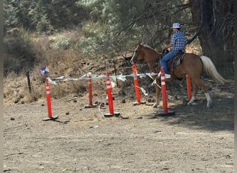 American Quarter Horse, Wallach, 12 Jahre, Palomino