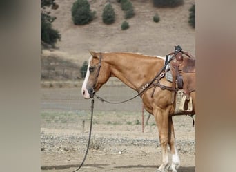American Quarter Horse, Wallach, 12 Jahre, Palomino