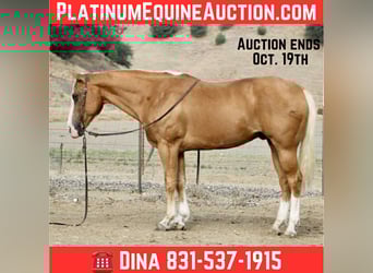 American Quarter Horse, Wallach, 12 Jahre, Palomino