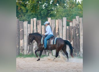 American Quarter Horse, Wallach, 12 Jahre, Rappe
