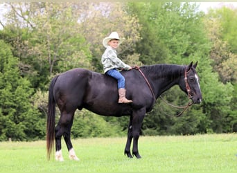 American Quarter Horse, Wallach, 12 Jahre, Rappe