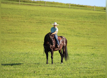 American Quarter Horse, Wallach, 12 Jahre, Rappe