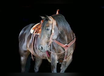 American Quarter Horse, Wallach, 12 Jahre, Rappe