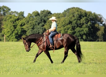 American Quarter Horse, Wallach, 12 Jahre, Rappe