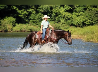 American Quarter Horse, Wallach, 12 Jahre, Rappe