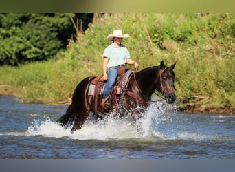 American Quarter Horse, Wallach, 12 Jahre, Rappe