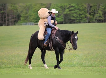 American Quarter Horse, Wallach, 12 Jahre, Rappe