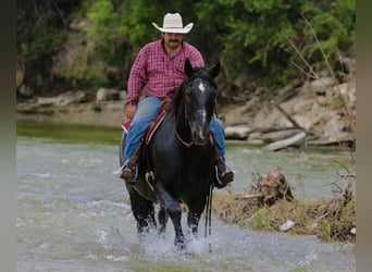 American Quarter Horse, Wallach, 12 Jahre, Rappe