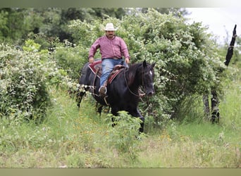 American Quarter Horse, Wallach, 12 Jahre, Rappe