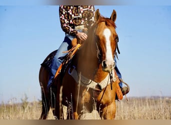 American Quarter Horse Mix, Wallach, 12 Jahre, Red Dun