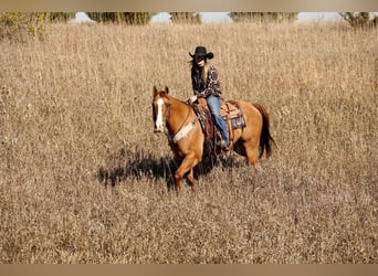 American Quarter Horse Mix, Wallach, 12 Jahre, Red Dun
