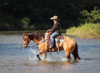 American Quarter Horse, Wallach, 12 Jahre, Red Dun