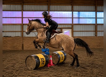 American Quarter Horse, Wallach, 12 Jahre, Roan-Bay