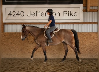 American Quarter Horse, Wallach, 12 Jahre, Roan-Bay
