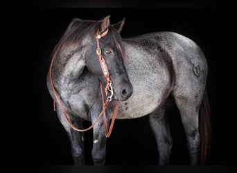 American Quarter Horse, Wallach, 12 Jahre, Roan-Blue