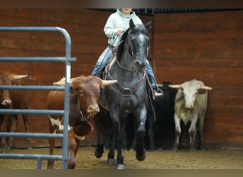 American Quarter Horse, Wallach, 12 Jahre, Roan-Blue