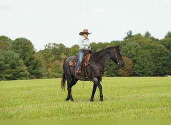 American Quarter Horse, Wallach, 12 Jahre, Roan-Blue