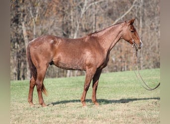 American Quarter Horse, Wallach, 12 Jahre, Roan-Red