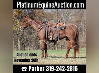 American Quarter Horse, Wallach, 12 Jahre, Roan-Red