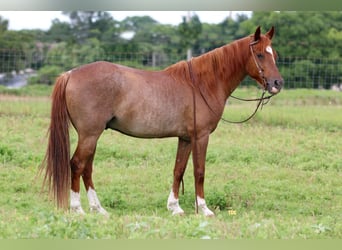 American Quarter Horse, Wallach, 12 Jahre, Roan-Red