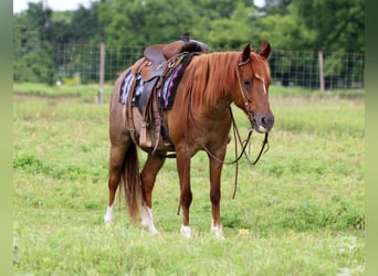 American Quarter Horse, Wallach, 12 Jahre, Roan-Red