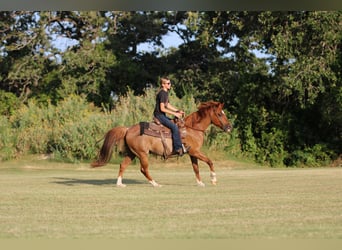 American Quarter Horse, Wallach, 12 Jahre, Roan-Red